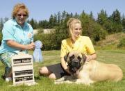 Thumbelina the Old English Mastiff