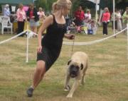 Thumbelina the Old English Mastiff